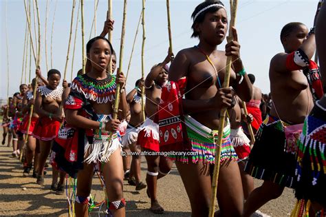 Photos and pictures of: Zulu maidens deliver reed sticks to the King ...