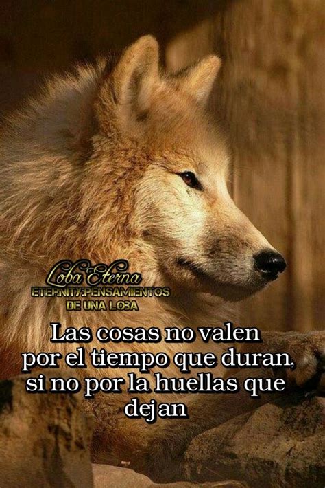 Pin de Alajandro Antonio em Lobos | Frases, Solitario frases, Fotos