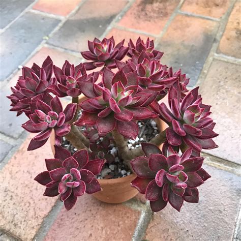 Echeveria Harmsii Ruby Slipper - Google'da Ara | Cactos e suculentas, Suculentas, Jardinagem