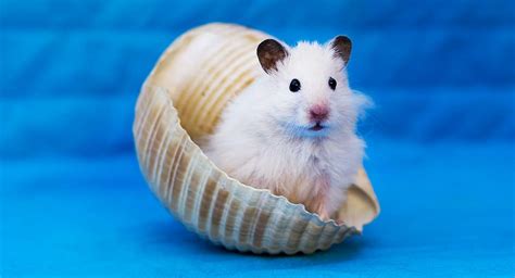 Can Hamsters Swim? Should You Let Them Go Into Water?