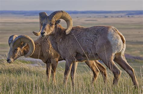 Bighorn Sheep In Badlands National Park Photograph by Robert Postma ...