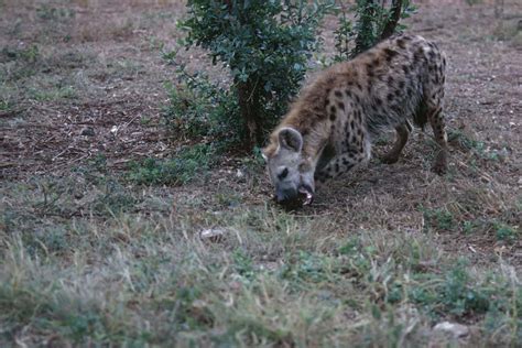 What Do Hyenas Eat? (All You Need To Know And More)