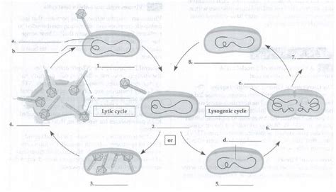 Lytic Cycle Diagram 5 Steps