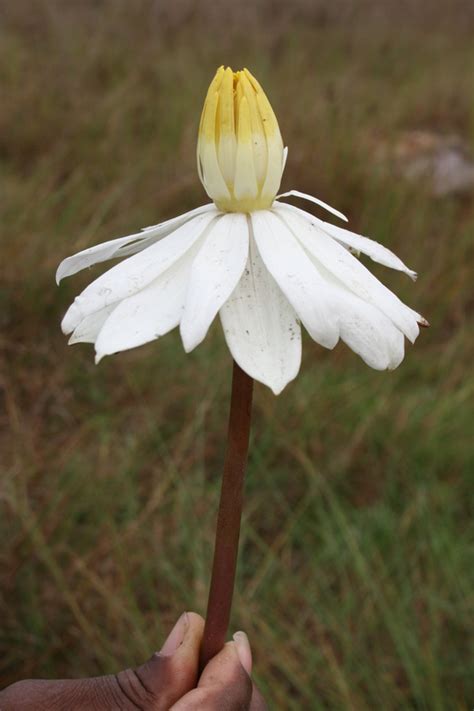 West African Plants - A Photo Guide - Nymphaea lotus L.