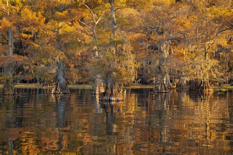 Caddo Lake — Lewis Katz Photography