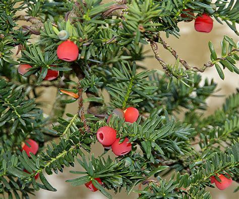 JAPANESE YEW – Valavanis Bonsai Blog