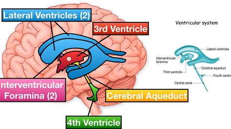 Ventricles of the Brain ||Anatomy - YouTube