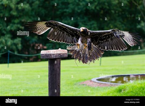 A captive Verreaux's eagle at the international centre for birds of ...