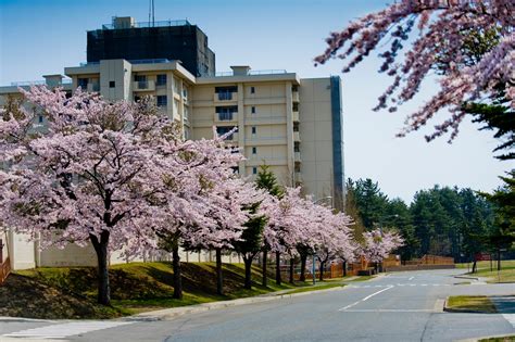 Cherry blossoms in bloom around Misawa > Misawa Air Base > Article Display