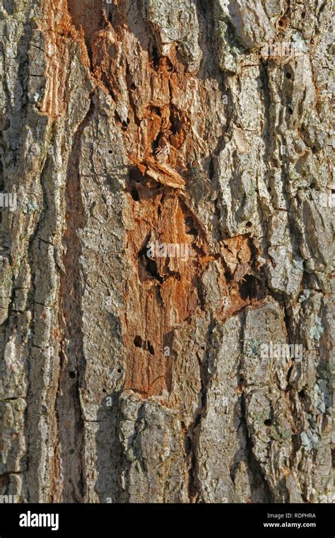 Signs Of Dutch Elm Disease - Captions Trend