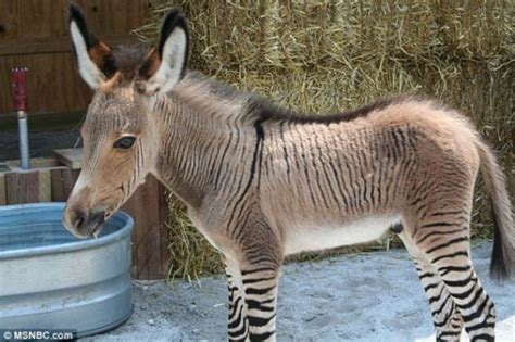 This Rare Zebra-Donkey Hybrid 'Zonkey' Is So Famous Disney Wants To Make A Cartoon On It