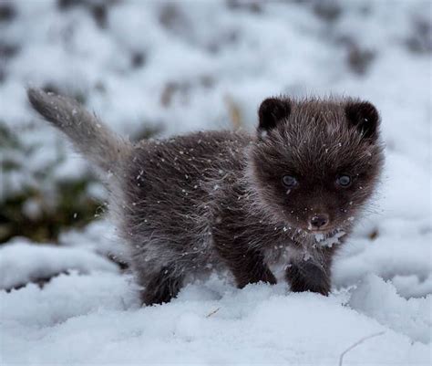 10 Winter Fox Pictures to Fall In Love With Them