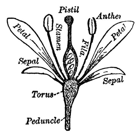 Parts of a Flower | ClipArt ETC