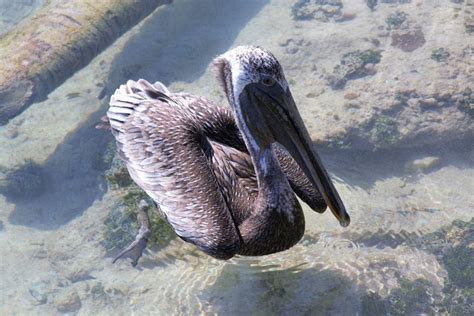 Kayaking and Snorkeling in Belize - Wander Woman