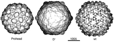 The structural transitions in the bacteriophage capsid during... | Download Scientific Diagram