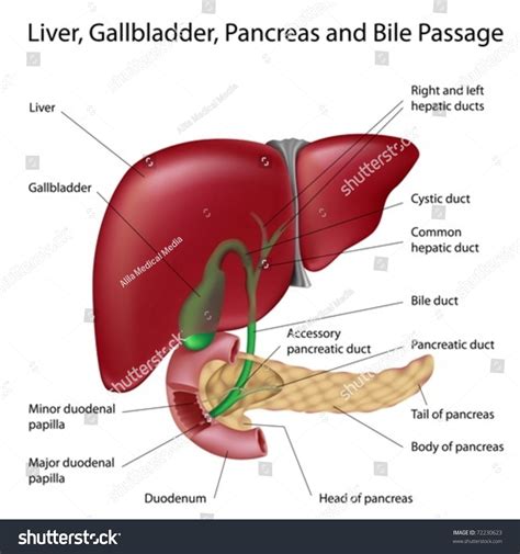 Gallbladder And Liver Diagram Labeled