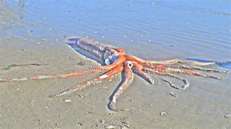 Stunningly intact giant squid washes ashore in South Africa | Giant squid, Weird animals, Squid