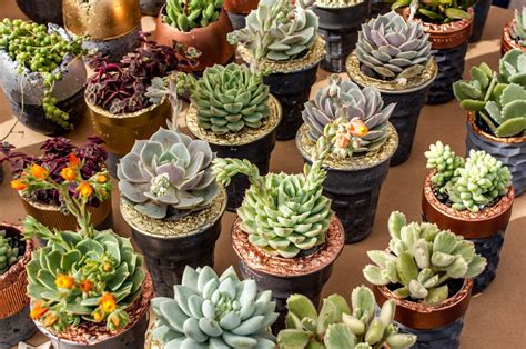 Free stock photo of collection, succulent, succulent plants