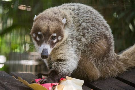 White-Nosed Coati