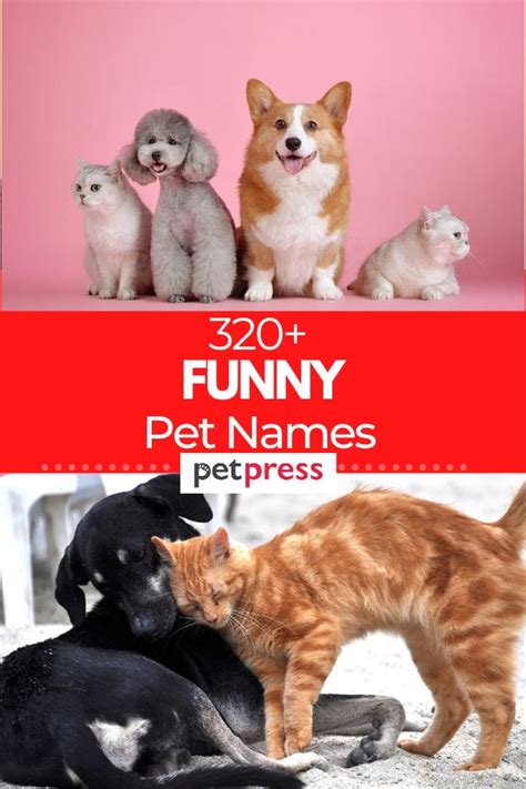 320+ Funny Pet Names for Your Beloved Animal Companions