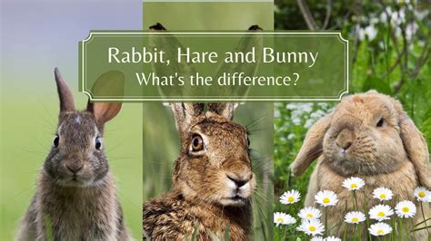 Bunny vs Hares vs Rabbit - What's the difference? - Proto Animal