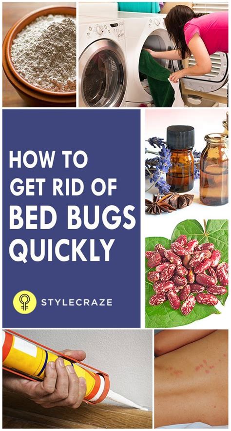 How To Get Rid Of Bed Bugs Quickly | Rid of bed bugs, Bed bugs, Bed bug remedies