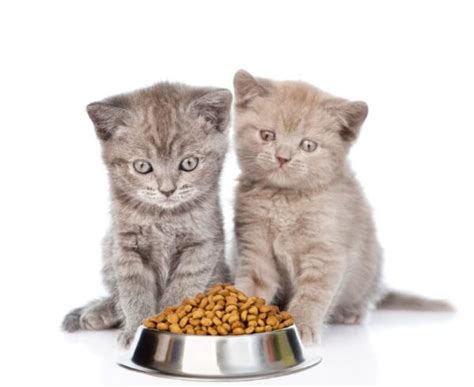 The 5 Best Dry Kitten Food Reviews » Best Cat Food Reviews