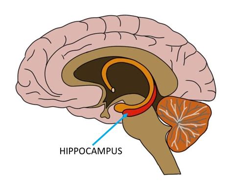 Know your brain: Hippocampus — Neuroscientifically Challenged