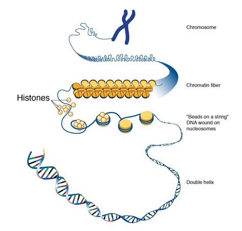 Histon Proteinleri ve DNA Katlanması: Metreler Uzunluğundaki DNA ...