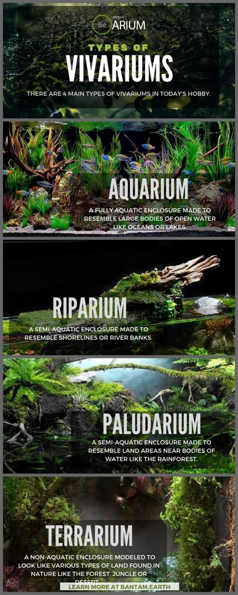 Vivariums 101: A Complete Guide To A Self-Sustaining Ecosystem!