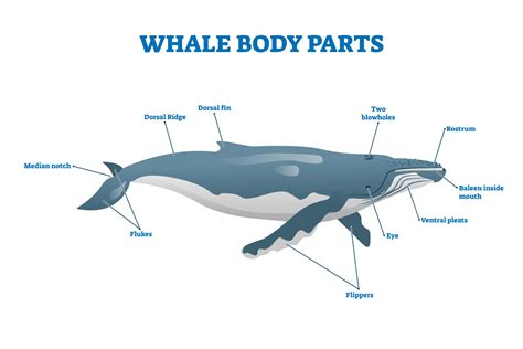 Whale Body Parts • SEA The Gold Coast
