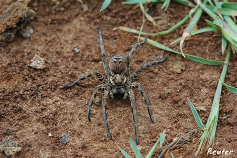 Tarantel (Lycosa tarantula) Foto & Bild | tiere, wildlife, spinnen ...