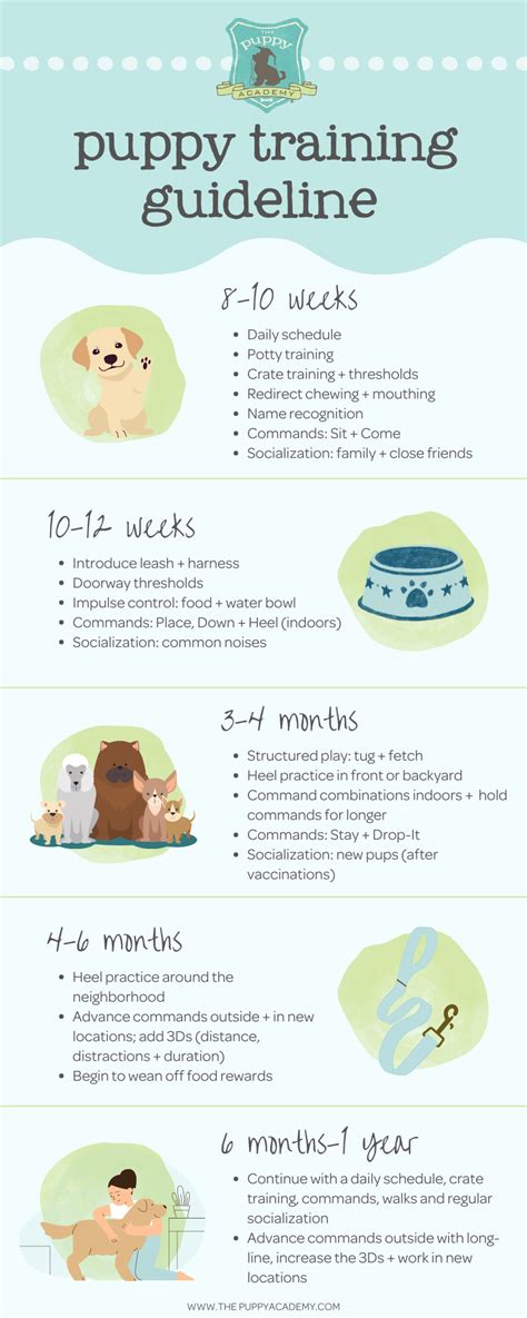 Complete Puppy Training Schedule by Age! — The Puppy Academy