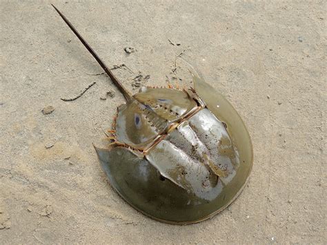 Merostomata - horseshoe crabs | Wildlife Journal Junior