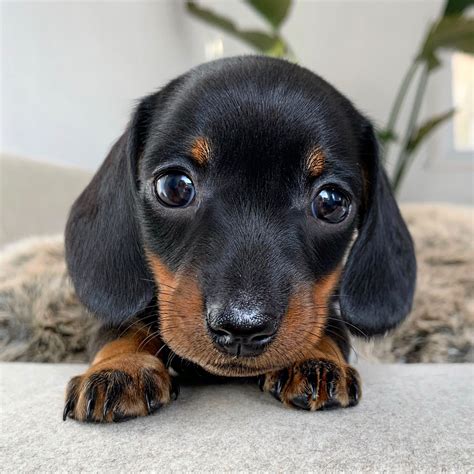 Playful Dachshund Puppies - Cute and Adorable Dogs