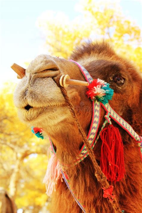 3,130 Funny Camel Face Stock Photos - Free & Royalty-Free Stock Photos ...