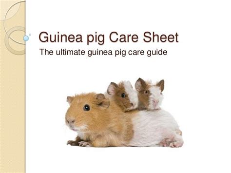 Guinea Pig Care Sheet Slideshow