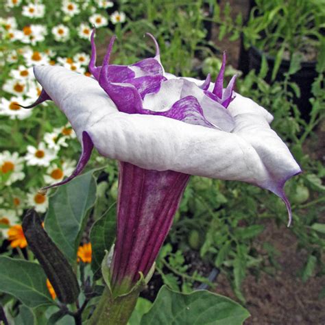 Angel's Trumpet Seeds - Datura Seed - Annual Flower Seeds