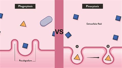 Phagocytosis vs Pinocytosis: Definition and Function | Technology Networks