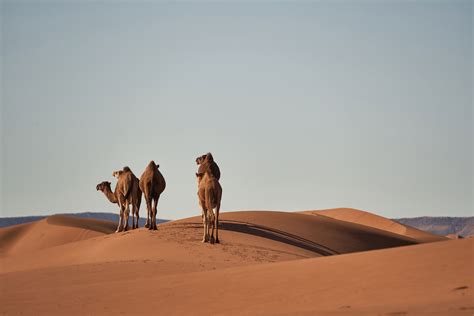 Desierto: qué es, características, flora, fauna, clima y tipos ...