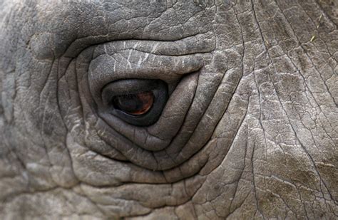 This May Be The Last Photo Post About The Last Male Northern White Rhino | Rinoceronte, Animales ...