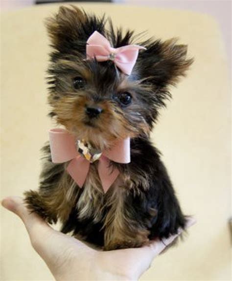 Teacup Yorkie Wallpaper - WallpaperSafari