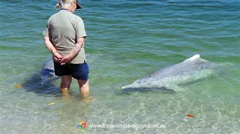 Feeding the dolphins at Tin Can Bay. Tin Can Bay is about 90 minutes from Hervey Bay and an hour ...