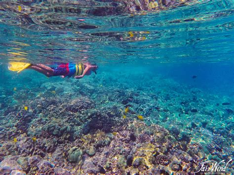 Snorkeling Tours Kona Hawaii - resoluteness-solutions-info