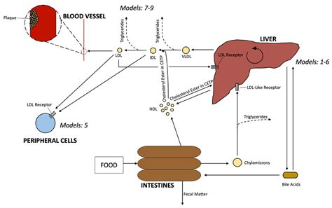 Processes | Free Full-Text | Mathematical Models for Cholesterol ...