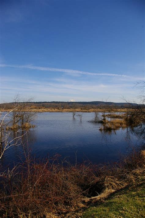 Nisqually Wildlife Refuge Photograph by Sandra Shaw - Fine Art America