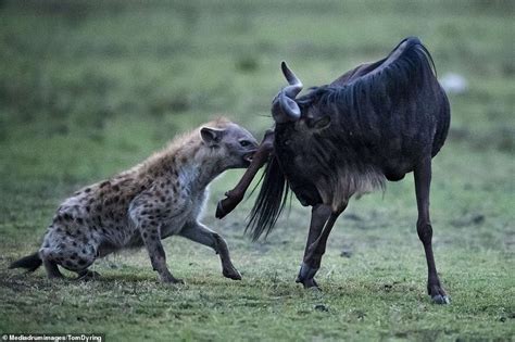 Hyena tears its prey to pieces after bringing the animal down with swift, bloody attack | Daily ...