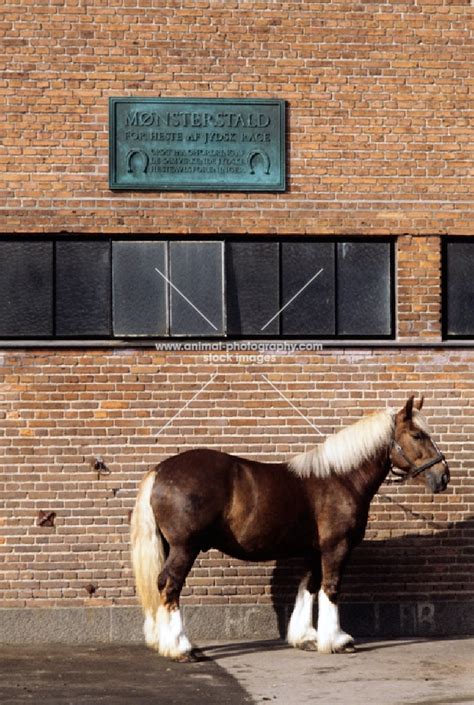 Animal Photography | jutland horse at carlsberg brewery copenhagen ...