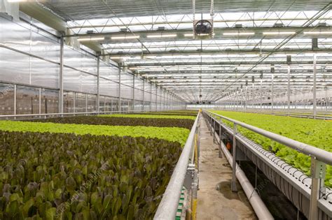 Hydroponic lettuce farm - Stock Image - C056/3277 - Science Photo Library