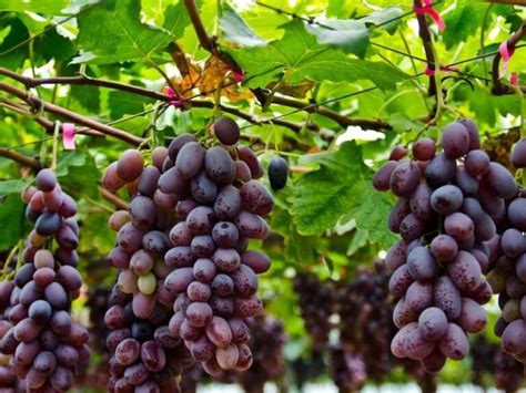 What's The Purpose Of Pruning Grape Vines? (& How To Do It) - The Small Town Homestead